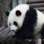 用户萌新追番中的头像，可爱风格的女性动漫角色头像
